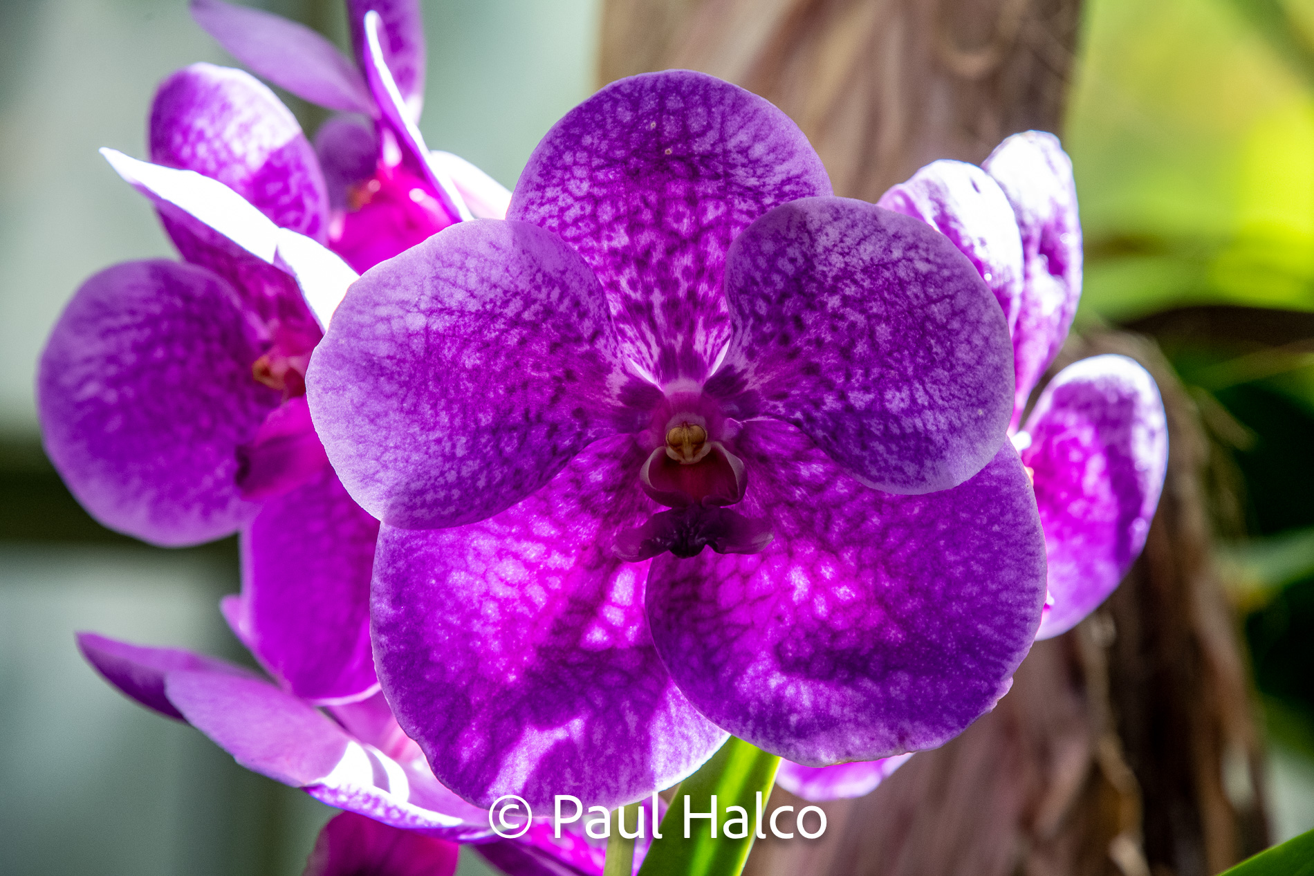 Paul Halco - Hawaii-14